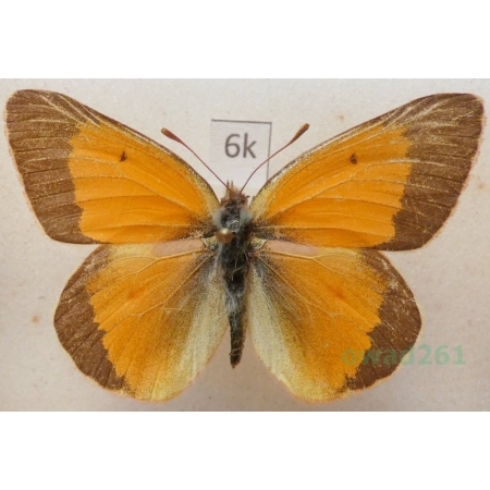 Colias viluiensis Menetries, 1859 male Russia6k